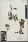 Foto von Salix arbuscula L. x Salix lapponum L.